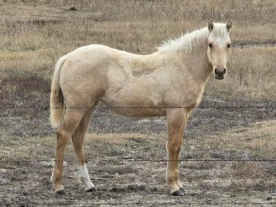 Eowyn Topsail JW <BR>AQHA 6421188